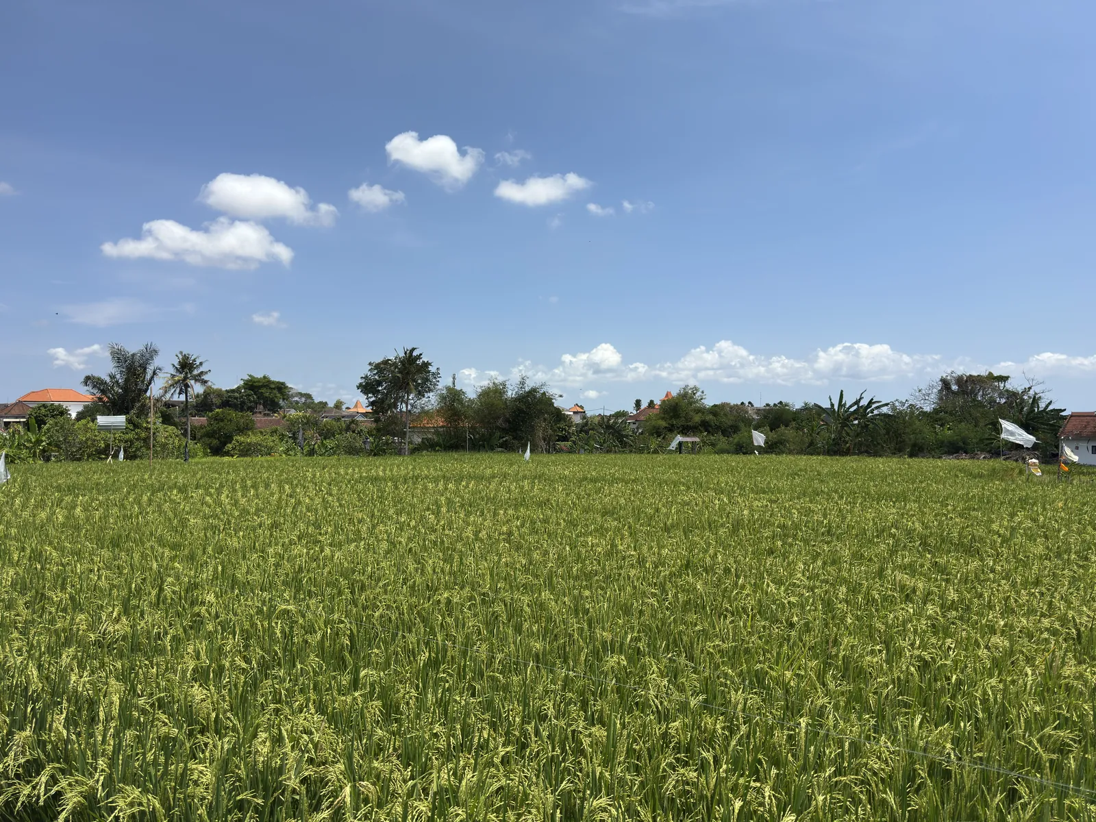 Ripening rice field under a blue sky in Babakan
