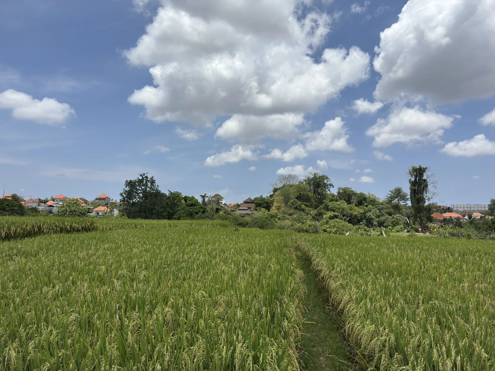 A path between rice fields in Buduk