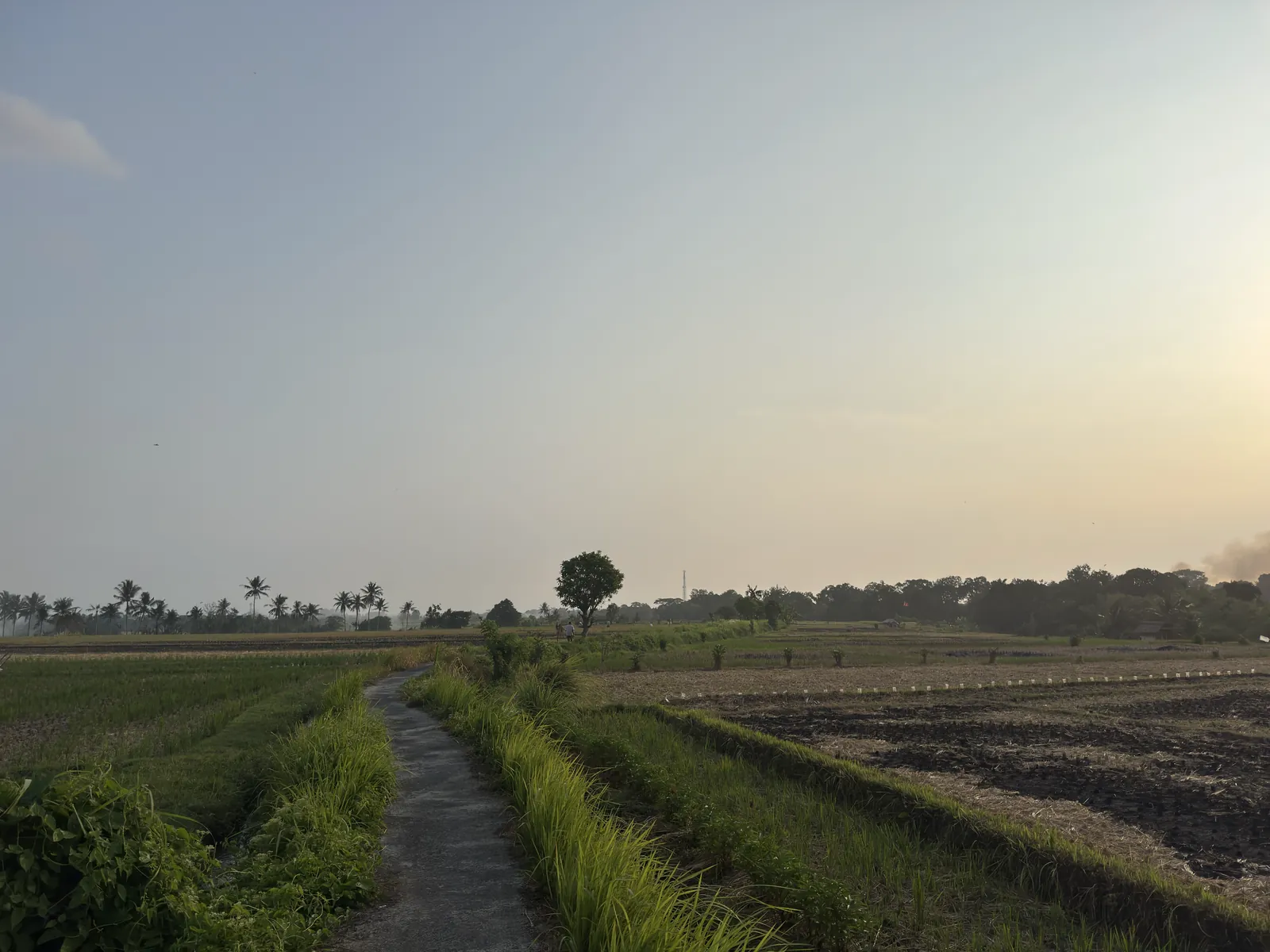A path between rice fields at dusk in Buwit