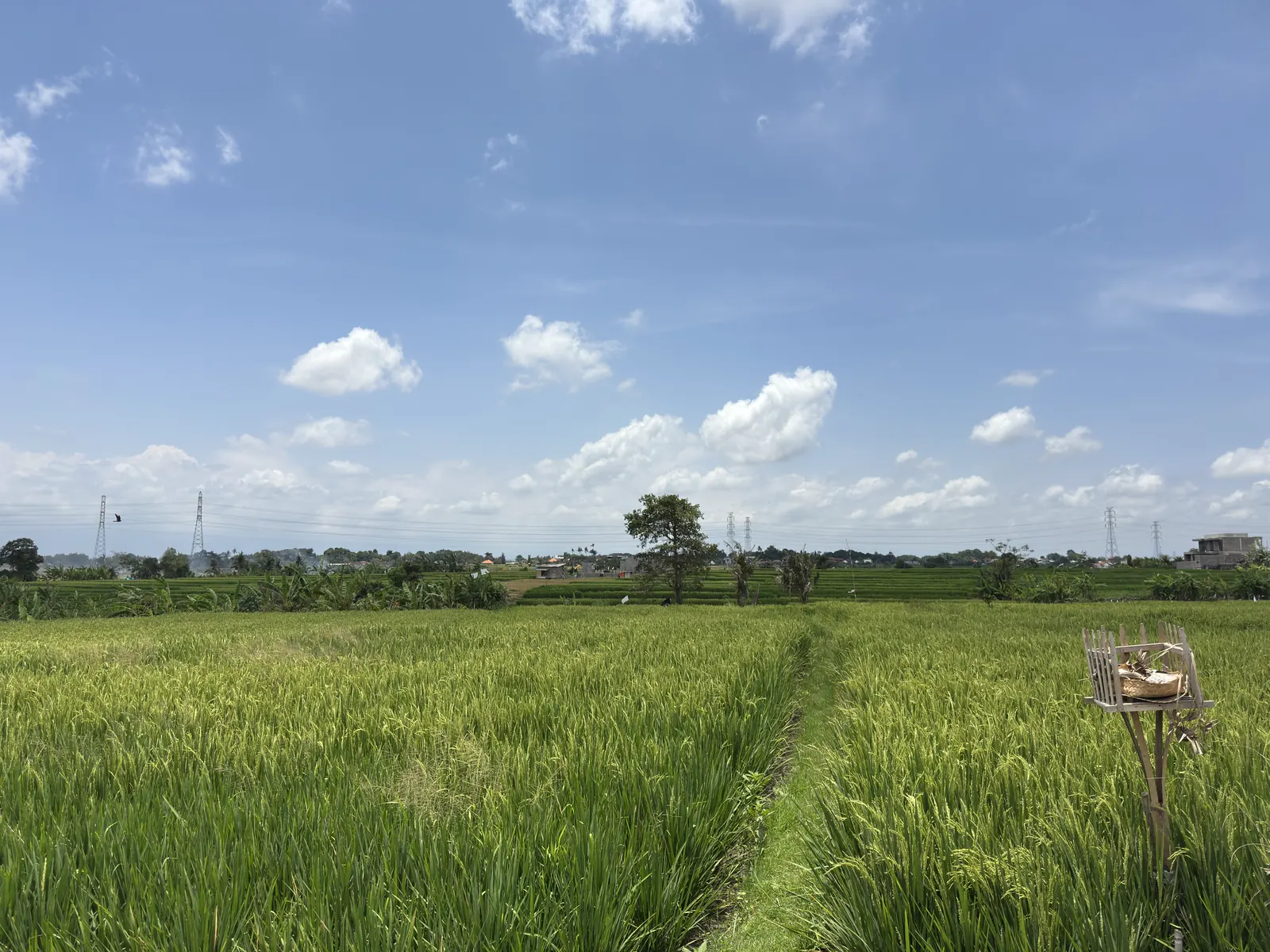 Rice field with an offering stand in Cepaka