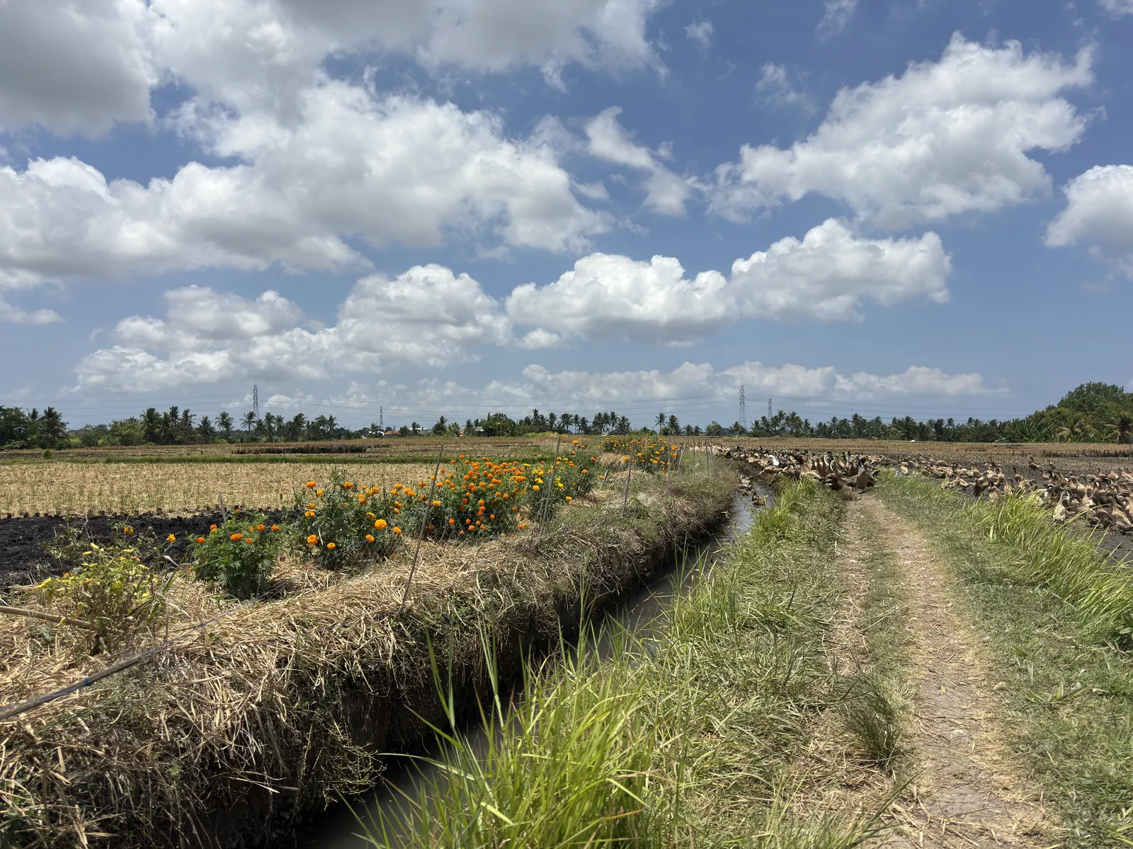 Irrigation channel and a dirt path between rice fields in Kaba Kaba