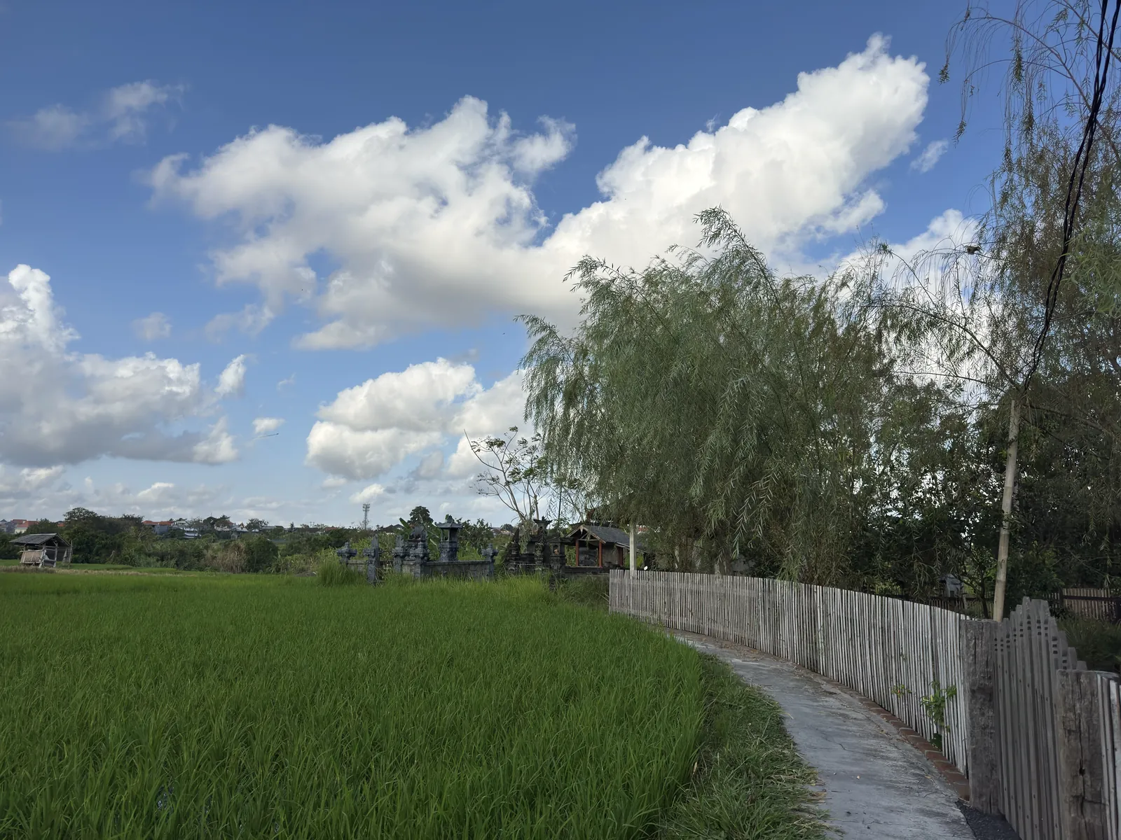 A path beside rice fields in Kerobokan