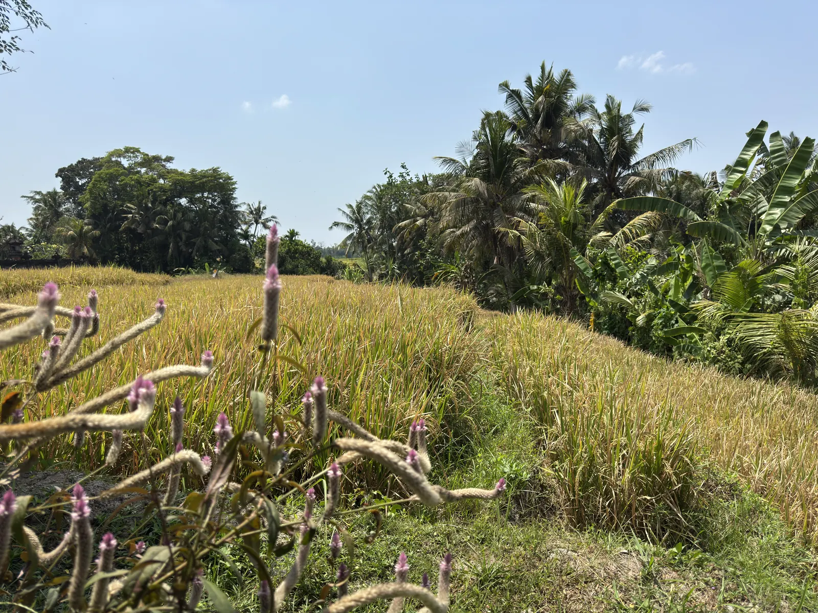 Ripening rice and coconut palms in Nyambu