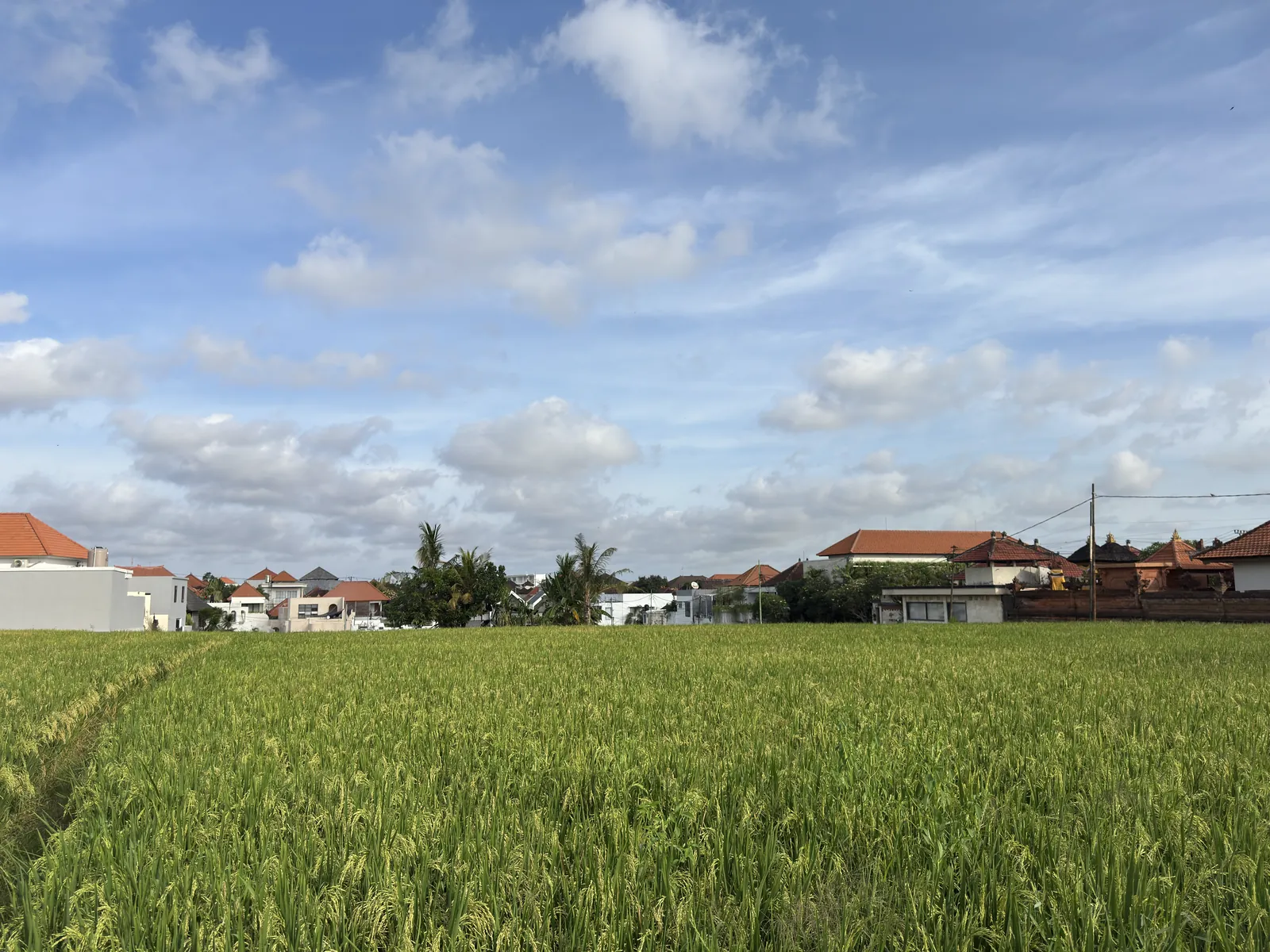 Rice field with houses in the distance in Padonan