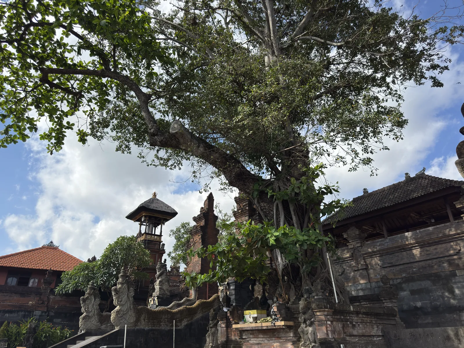 A banyan tree beside a temple in Petitenget