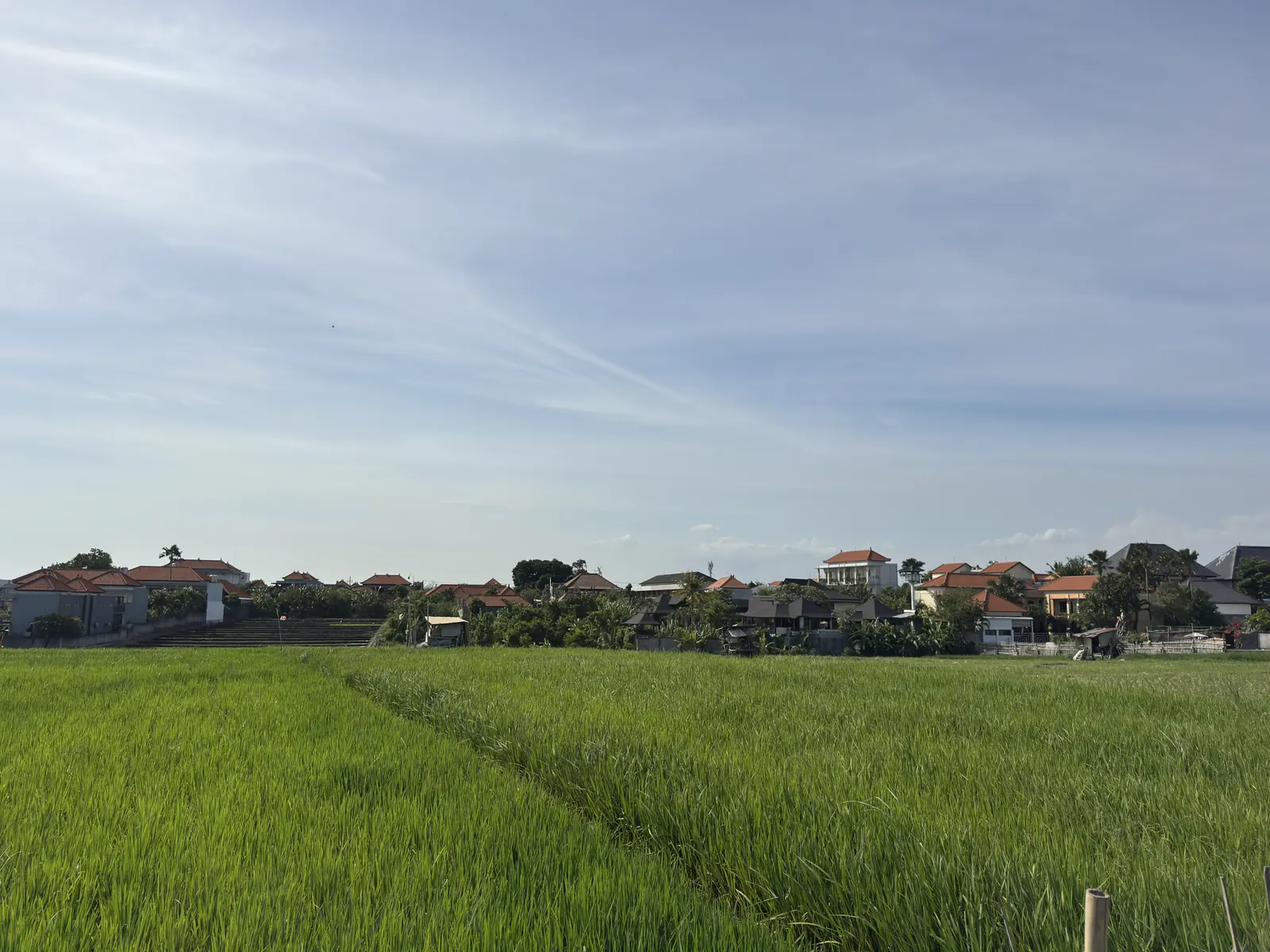 Green rice field with a row of houses beyond it in Tibubeneng