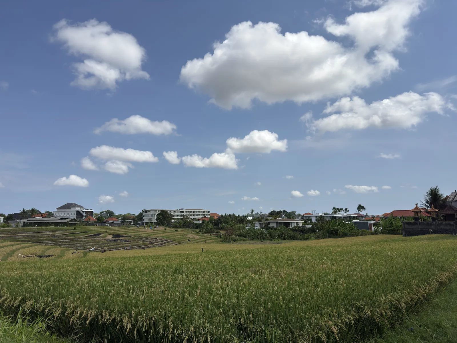 Rice fields under scattered clouds in Tumbak Bayuh