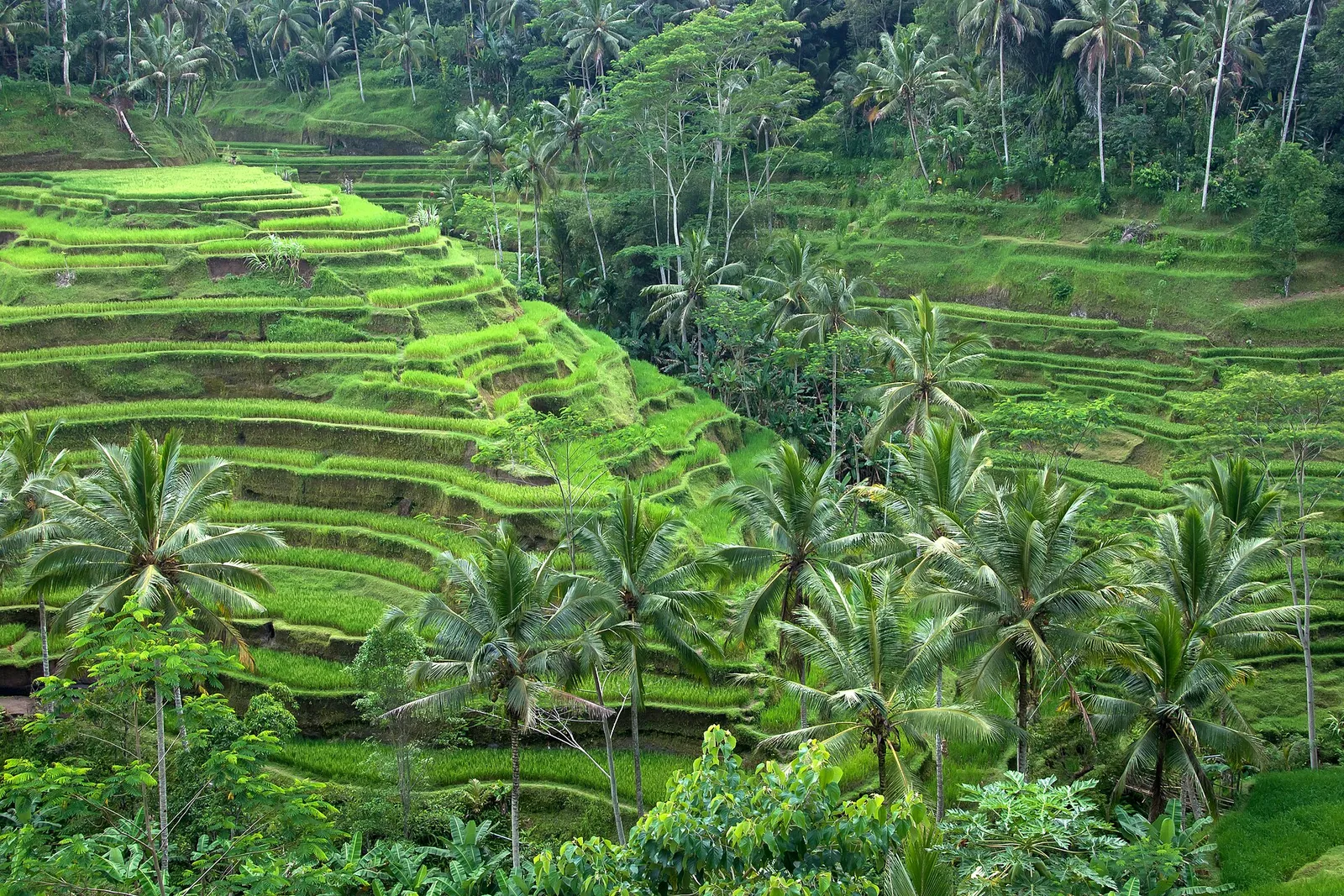 Rice terraces near Ubud