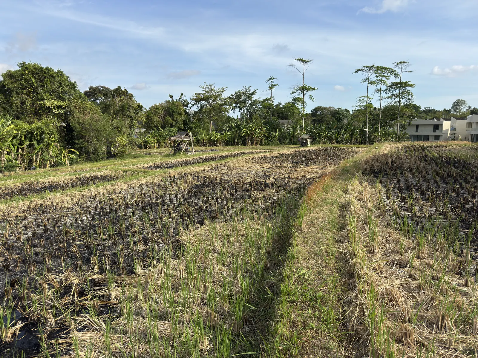 Harvested rice field with a path through it in Umalas